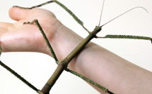 Un phasme découvert en Chine déclaré plus long insecte au monde