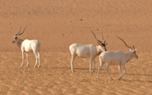 L'addax, une antilope du Sahara, va disparaître à l'état sauvage