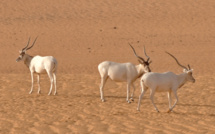 L'addax, une antilope du Sahara, va disparaître à l'état sauvage