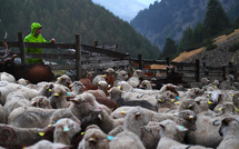 Le gouvernement autorise les tirs sur un loup attaquant un élevage non protégé