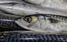 Surpêche de maquereaux: la ministre annonce des quotas pour les pêcheurs amateurs