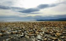 Au Chili, une île de pêcheurs s'embrase à cause de la "marée rouge"