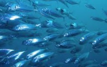 Les produits de la mer durables en hausse mais pas partout (rapport)