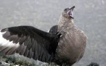 Le réchauffement réduit la taille et la morphologie d'oiseaux, menaçant leur survie