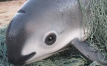 Mexique: le plus petit cétacé au monde au bord de l'extinction