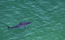 Nouvelle-Calédonie: un surfeur mortellement blessé, vraisemblablement par un requin