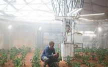 Des pommes de terre cultivées dans le sol aride de Mars, bientôt une réalité?