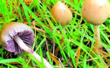 Des champignons hallucinogènes pour combattre la dépression ?