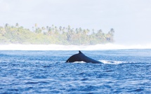 Oceania veut pacifier la mer entre navires et cétacés