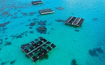 Des panneaux solaires pour sauver le corail