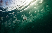 BBNJ : La Polynésie à l’heure de la haute mer