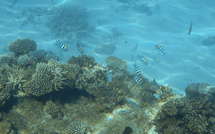 Dans le lagon de Mayotte après Chido, il faudra "10 à 15 ans" pour retrouver des récifs coralliens à l'identique