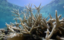 Australie: 6,5 milliards d'euros nécessaires pour sauver la Grande barrière