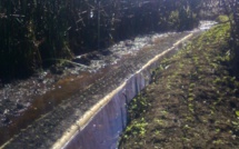 Une culture de paka pour le moins originale à Rimatara