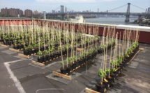 Un premier vignoble sur un toit de New York