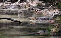 Inondations en Australie: la police met en garde contre la présence de "crocodiles partout"