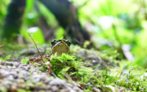 La paix en Colombie, espoir des chercheurs de découvrir de nouvelles espèces