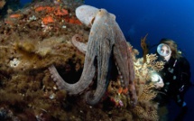 Explosion du nombre de céphalopodes dans les océans depuis 60 ans
