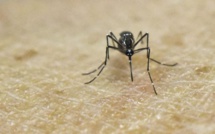 Des moustiques Aedes aegypti "naturellement infectés" par le virus Zika au Brésil
