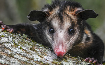 En Australie, un opossum se confond parmi des peluches dans un aéroport