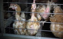 Un élevage géant de poules pondeuses mis au ban après une nouvelle vidéo choc