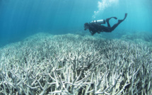 En Thaïlande, sites de plongée fermés pour mettre les coraux au repos des touristes