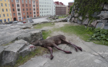 Casse dans une banque d'Helsinki: un élan entre en brisant la vitre