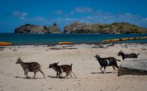 Aux Saintes en Guadeloupe, les chèvres nuisent à la biodiversité