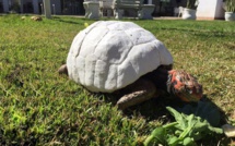 Une tortue sauvée par une carapace imprimée en 3D