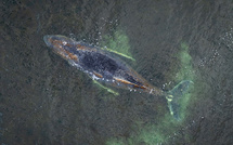 Allemagne : la baleine de nouveau coincée sur la côte baltique