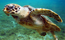 Trois mineurs interpellés après le vol de la tortue à l'InterContinental