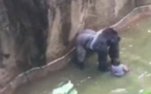 L'abattage d'un gorille pour sauver un enfant provoque un débat aux Etats-Unis