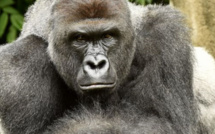 L'abattage d'un gorille pour sauver un enfant provoque un débat aux Etats-Unis