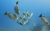 USA: une brasserie invente un pack de bière comestible pour poissons et tortues