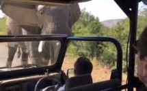 Action ! Un éléphant charge l'acteur Schwarzenegger