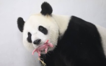 "C'est un fils!": première naissance en Belgique d'un bébé panda géant