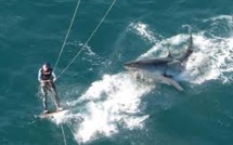 N-Calédonie: un kitesurfeur attaqué par un requin à Nouméa