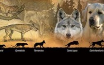 Les chiens auraient été domestiqués deux fois, en Europe et en Asie