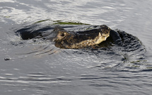 Un crocodile mort retrouvé dans un canal à Roubaix