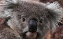 Le koala australien vit des heures bien sombres