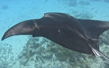 Quatre raies mantas blessées en deux semaines : l’activité humaine une nouvelle fois pointée du doigt