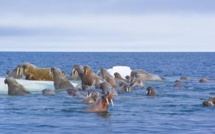 Shell se retire de l'Arctique canadien pour la création d'un parc marin