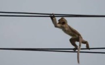 Kenya: un singe à l'origine d'une panne d'électricité nationale