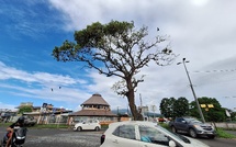 “L’arbre aux oiseaux” bientôt élagué à Taravao