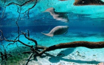 Journée mondiale de l'océan: les fonds marins bien moins connus que le sol lunaire