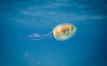 Comme un poisson dans une méduse