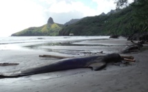Hiva Oa : huit cétacés périssent échoués sur la plage de Puamau