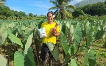 ​Mihiroa Ariitai, “vahine taro” à Papara