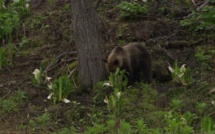 Japon: appel à la prudence après quatre attaques probables d'ours