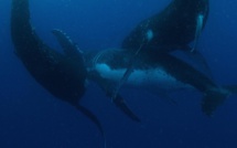 Mieux comprendre : Comment observer les baleines ?